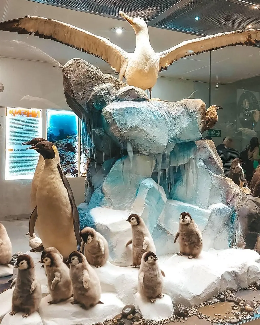 Бесплатно в Дарвиновский музей