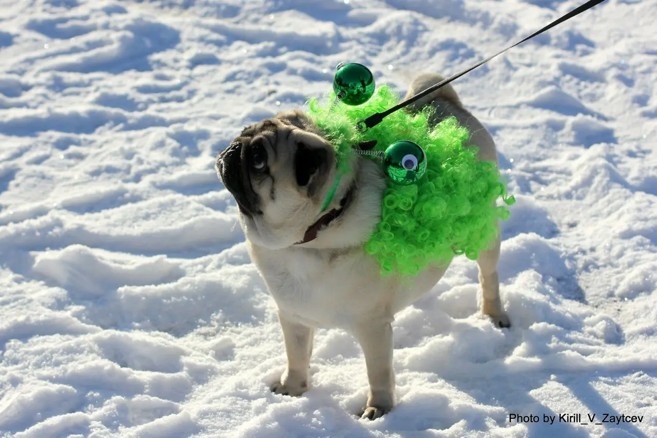 Хвостатый Новый год