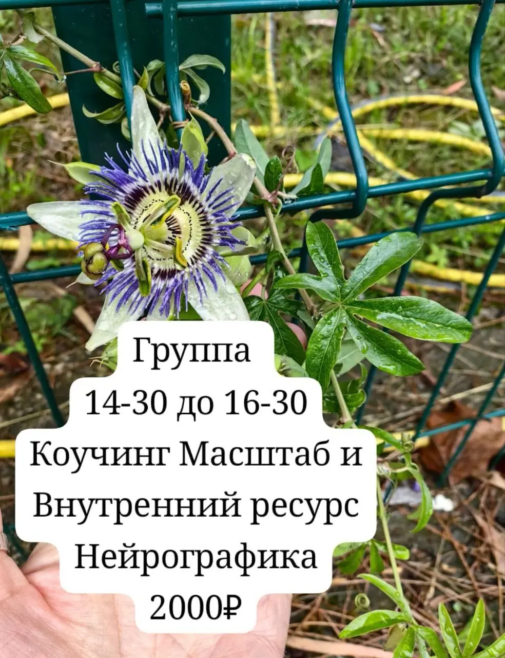 Сборка целостности и Масштаб: внутренний ресурс