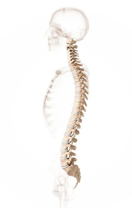 Живой семинар «ПОЗВОНОЧНИК»