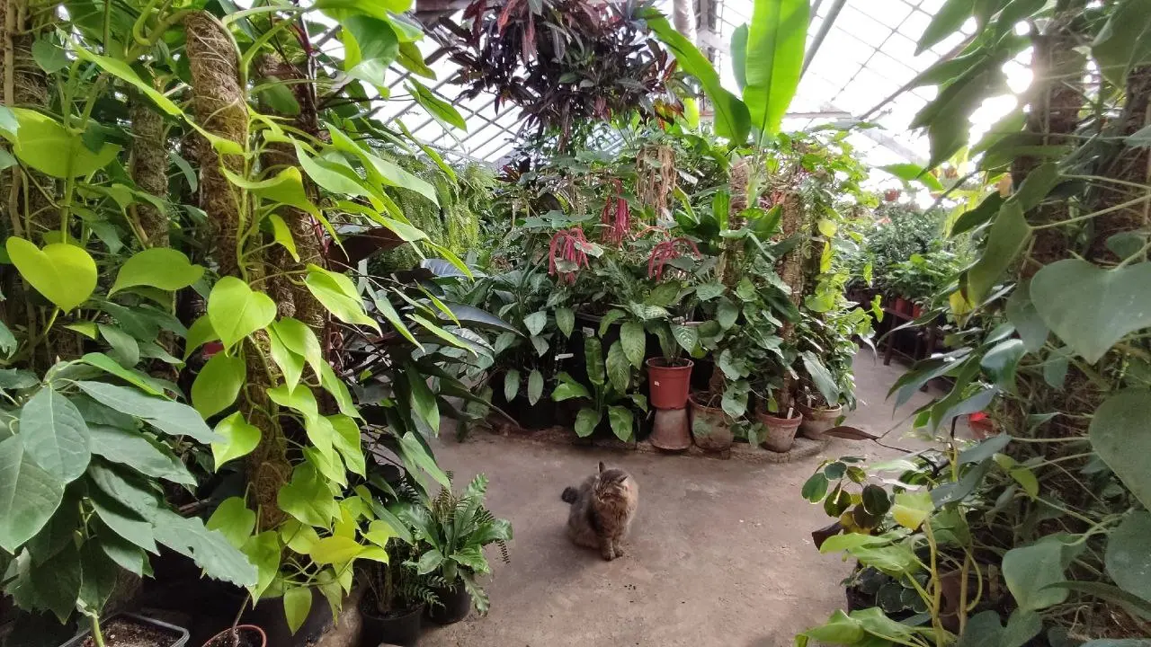 путешествие-сказку — в Йошкар-Олу