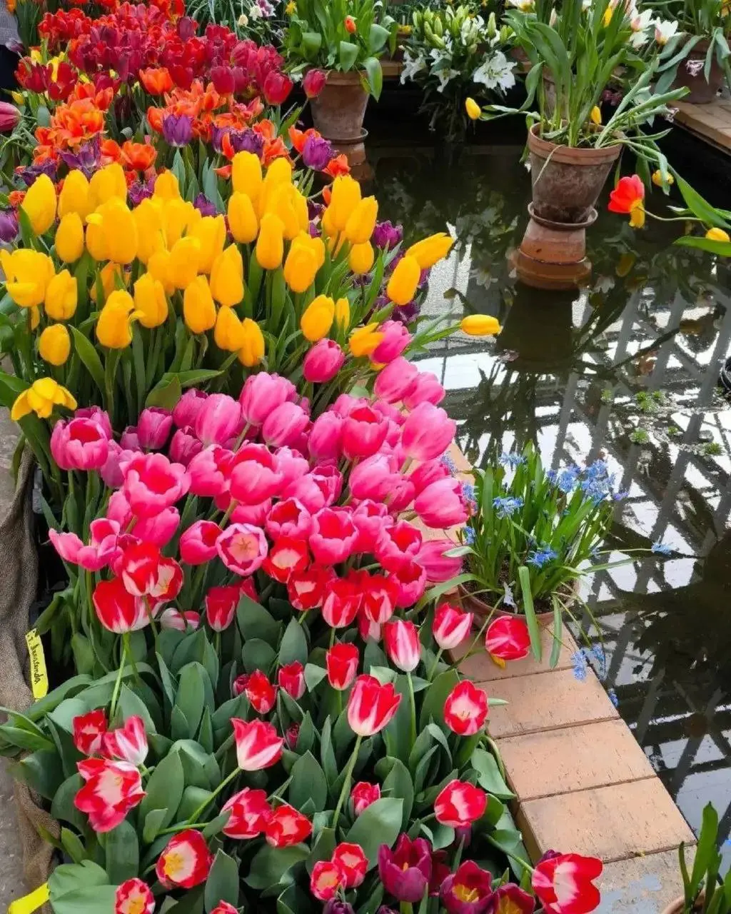 Аптекарский огород: главные фестивали года