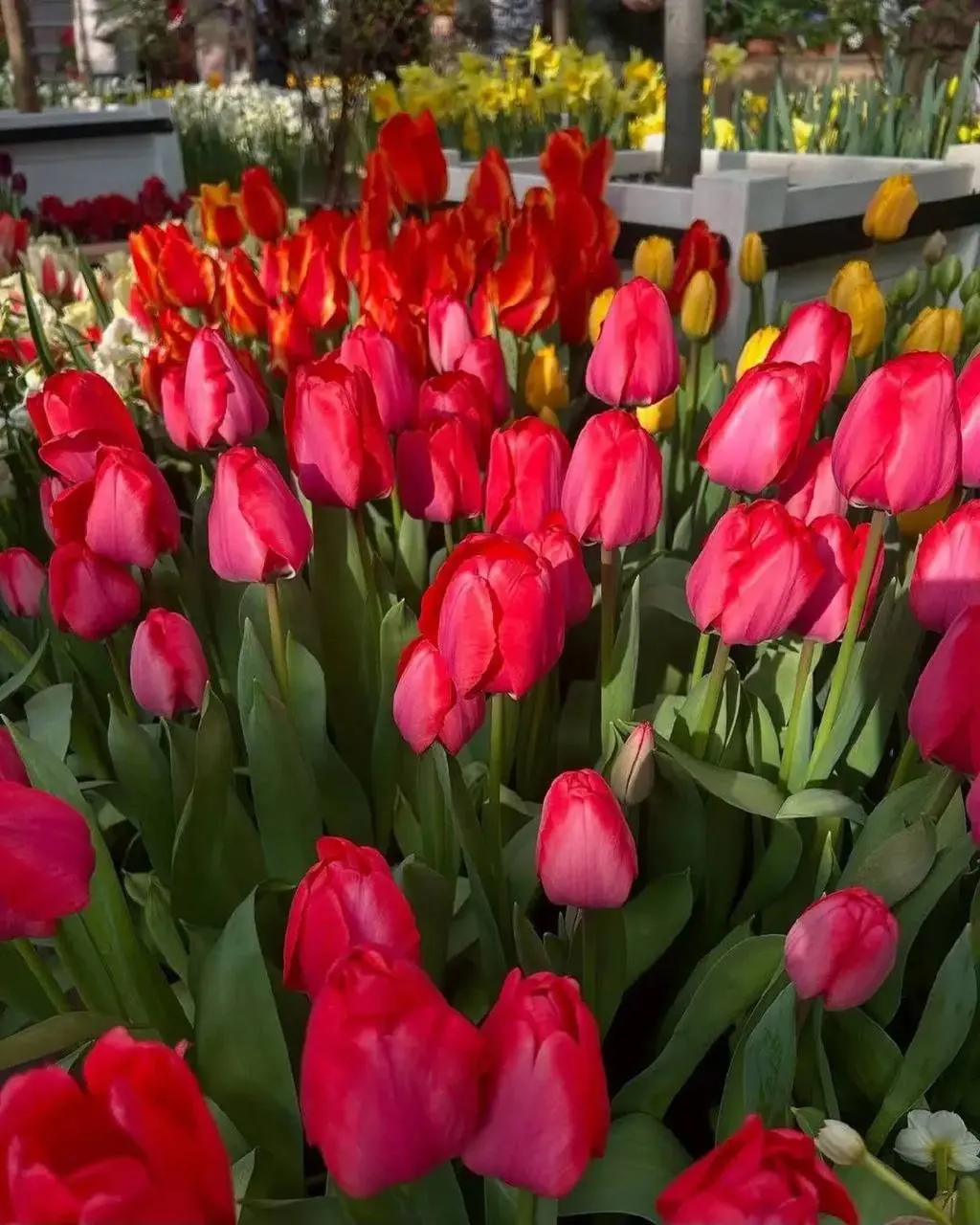 Аптекарский огород: главные фестивали года