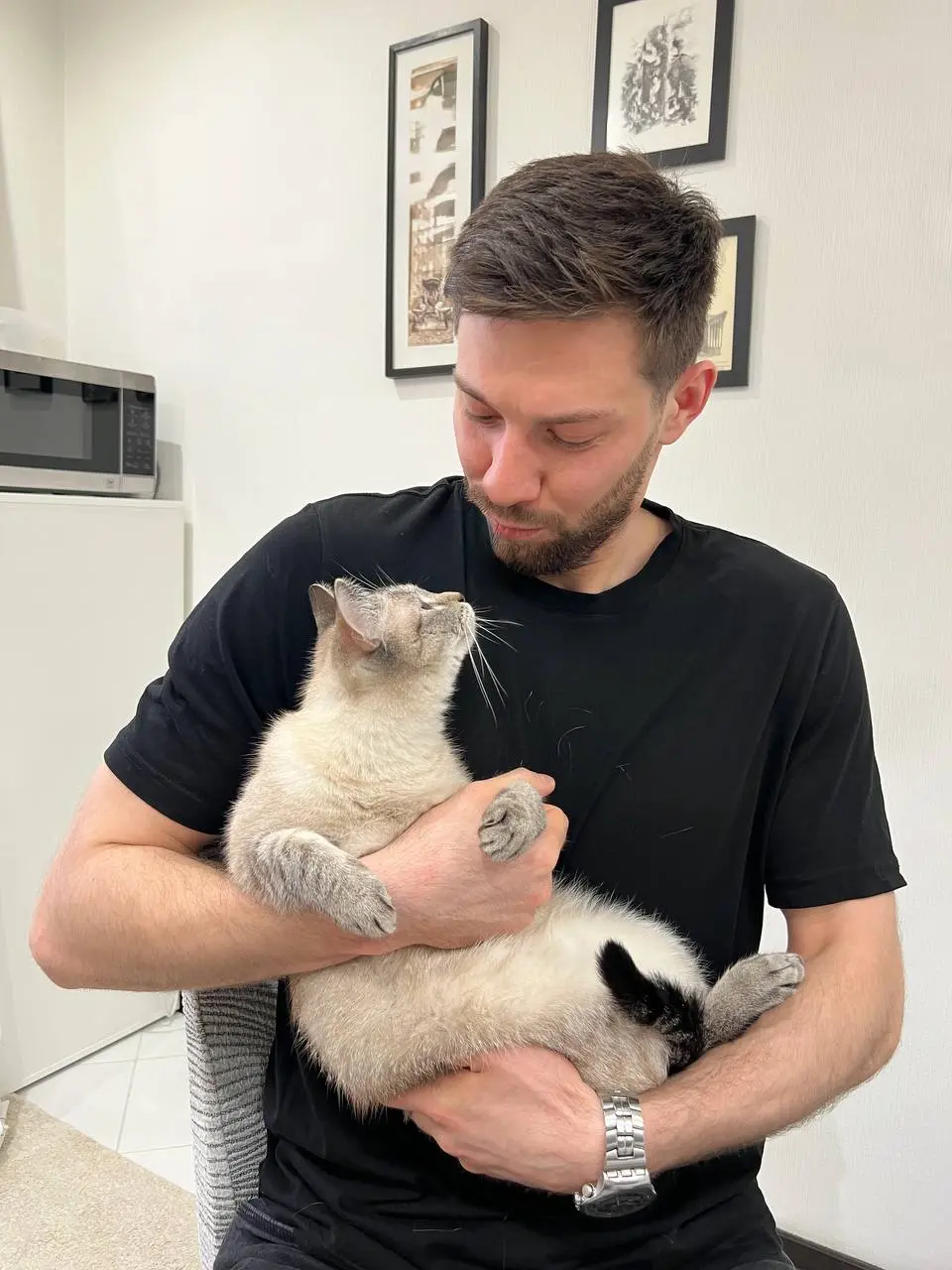 благотворительная выставка кошек