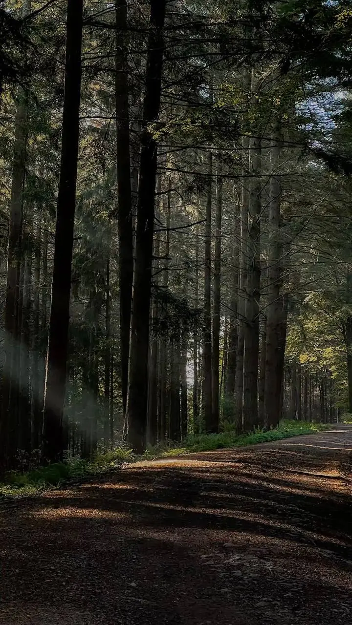 Пикник в лесу с костром и фотосессия
