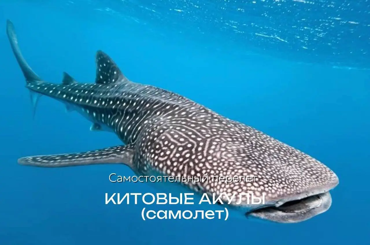 Специальная цена на последние места! 28 ноября - Снорклинг с китовыми акулами (самолет)