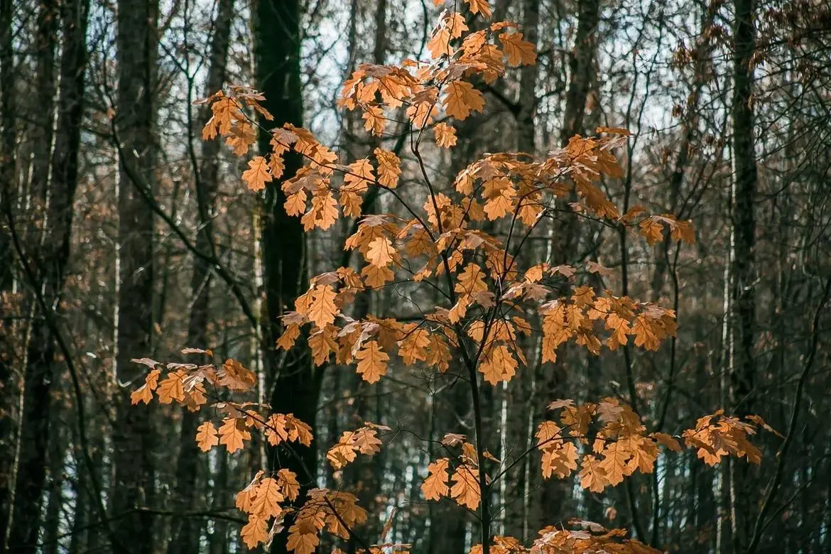 Краски осени в парке Швейцария