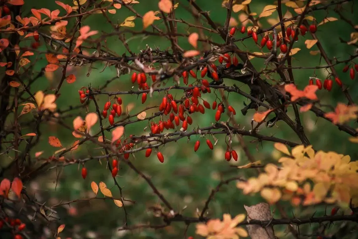Краски осени в парке Швейцария