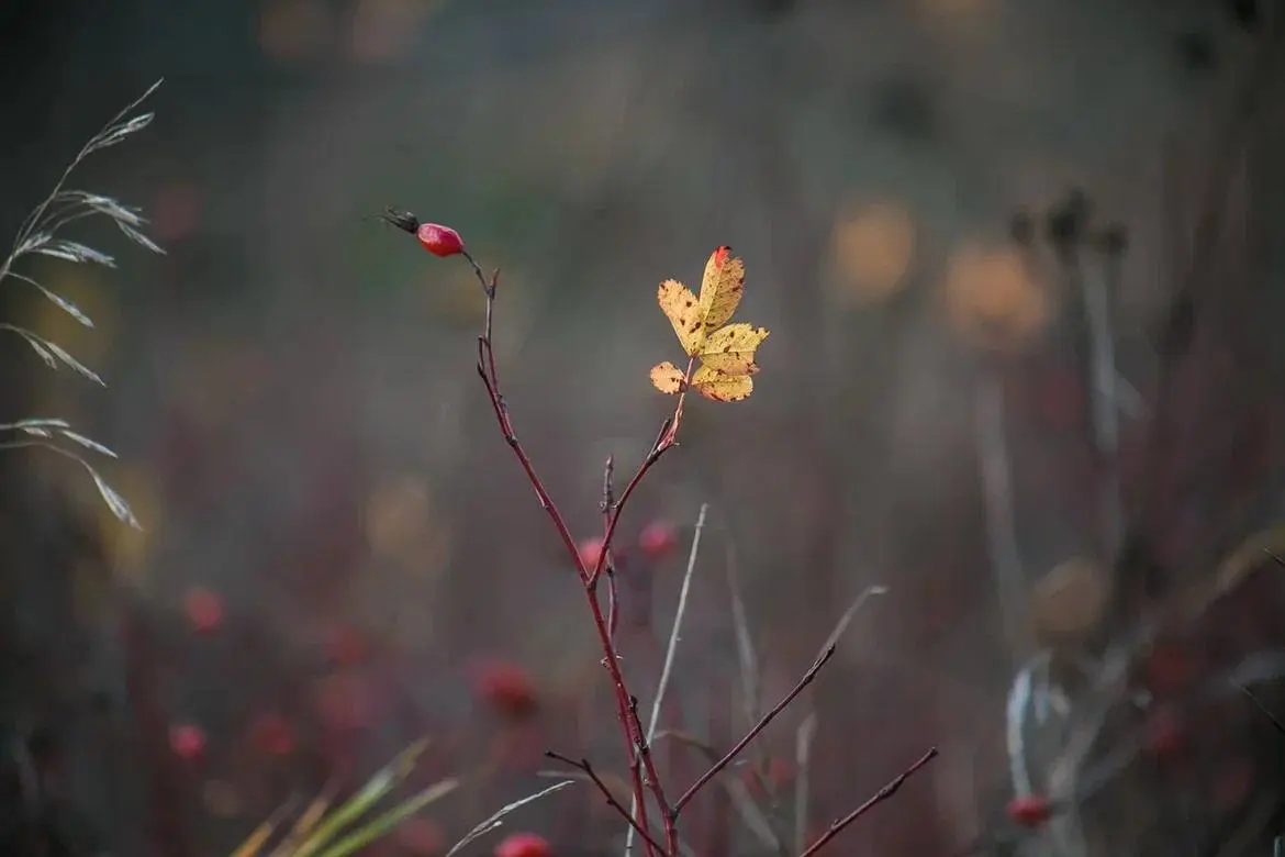 Краски осени в парке Швейцария