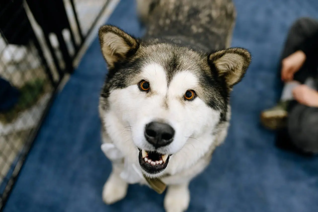 Выставка домашних животных