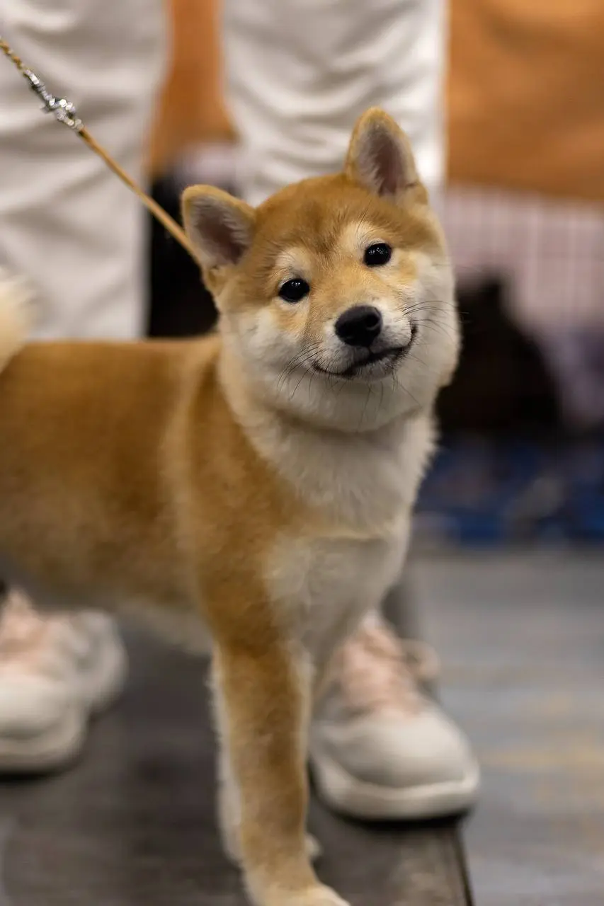 Выставка домашних животных