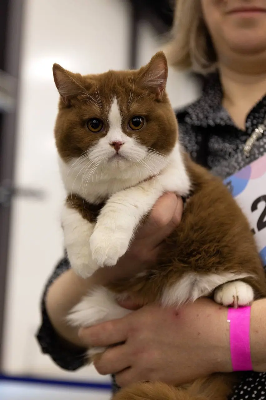 Выставка домашних животных