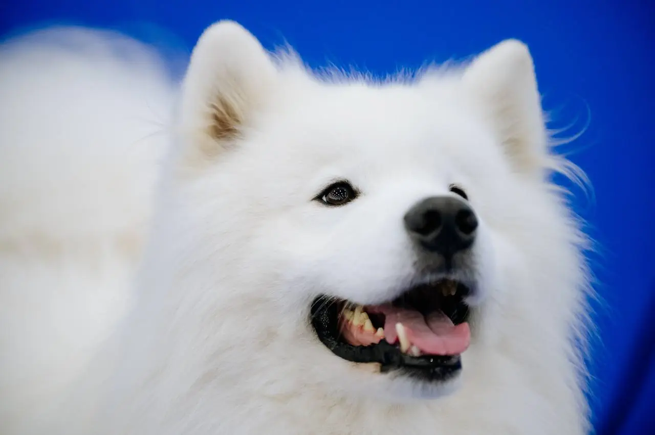 Выставка домашних животных