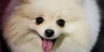 Друг Человека