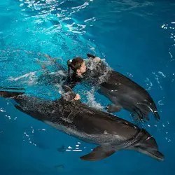 Плавание с дельфинами