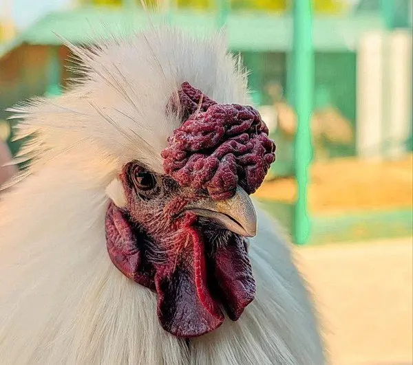 День курицы