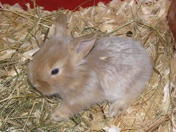 Экскурсия "Малыши Ярославского зоопарка"