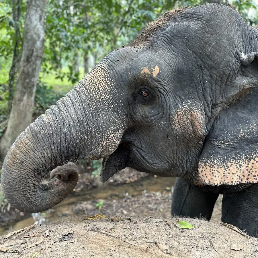 The Elephant Sanctuary Krabi
