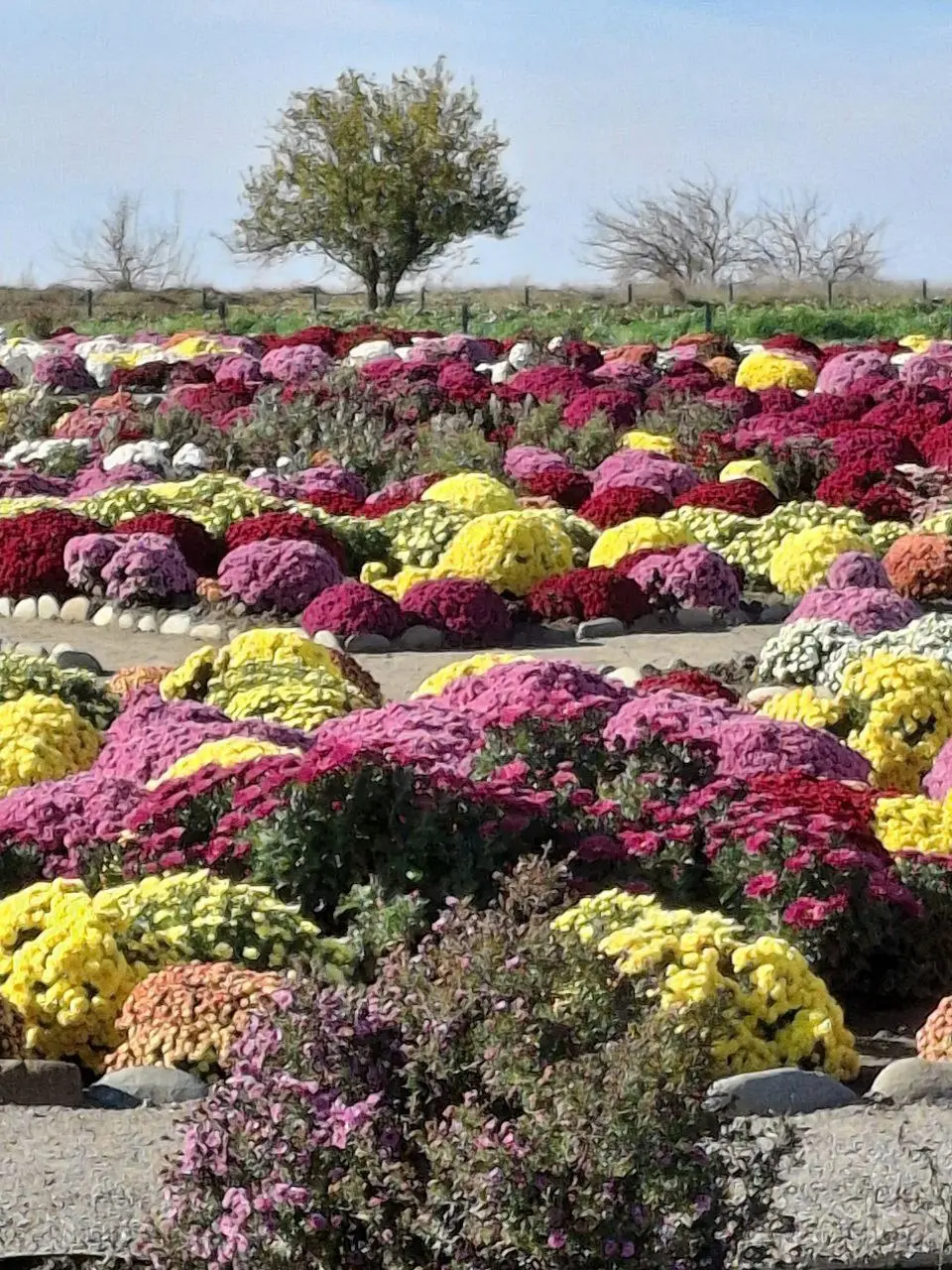 Бал хризантем в хуторе Старозолотовском