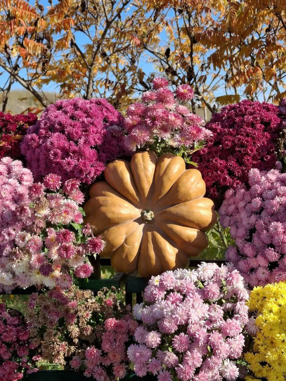 Бал хризантем в хуторе Старозолотовском