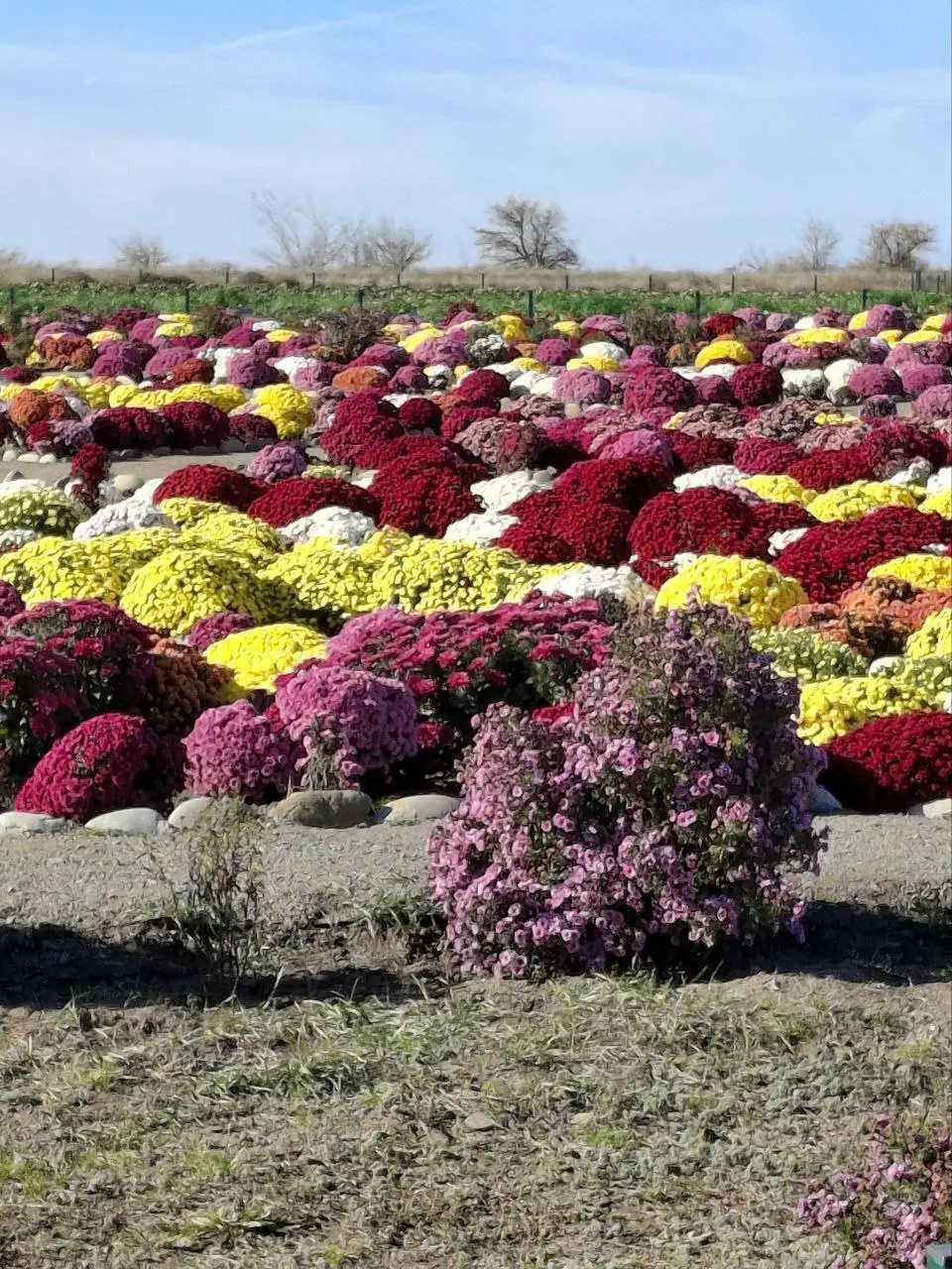 Бал хризантем в хуторе Старозолотовском