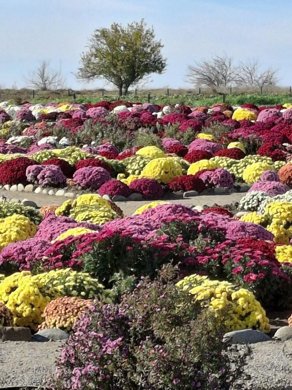 Бал хризантем в хуторе Старозолотовском