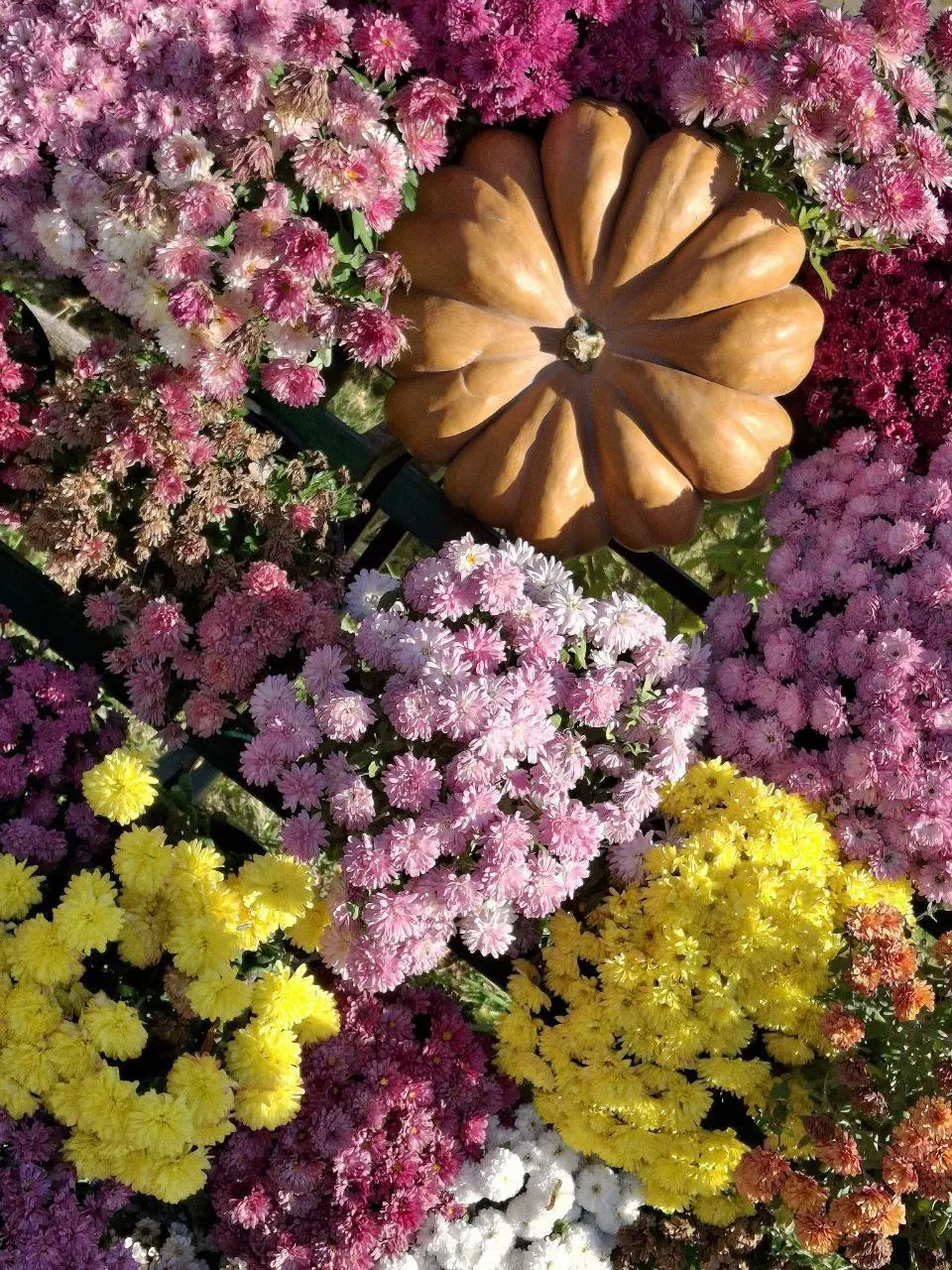 Бал хризантем в хуторе Старозолотовском