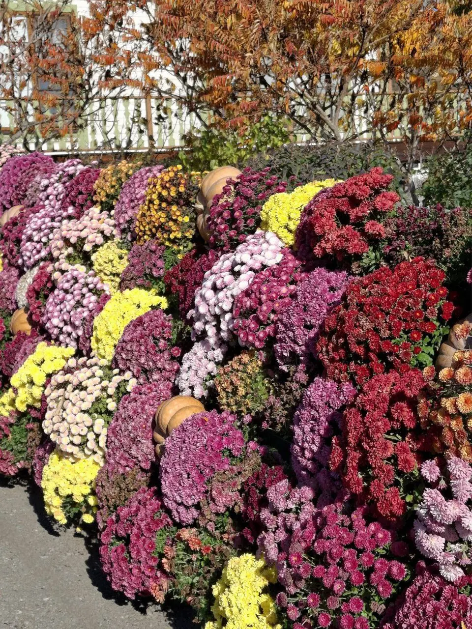 Бал хризантем в хуторе Старозолотовском