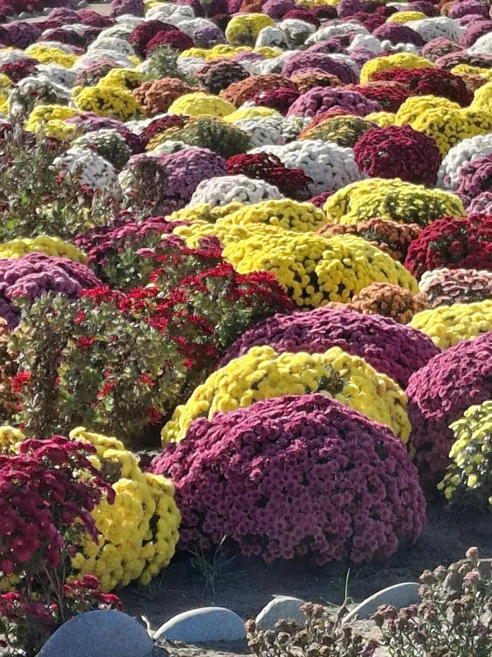 Бал хризантем в хуторе Старозолотовском