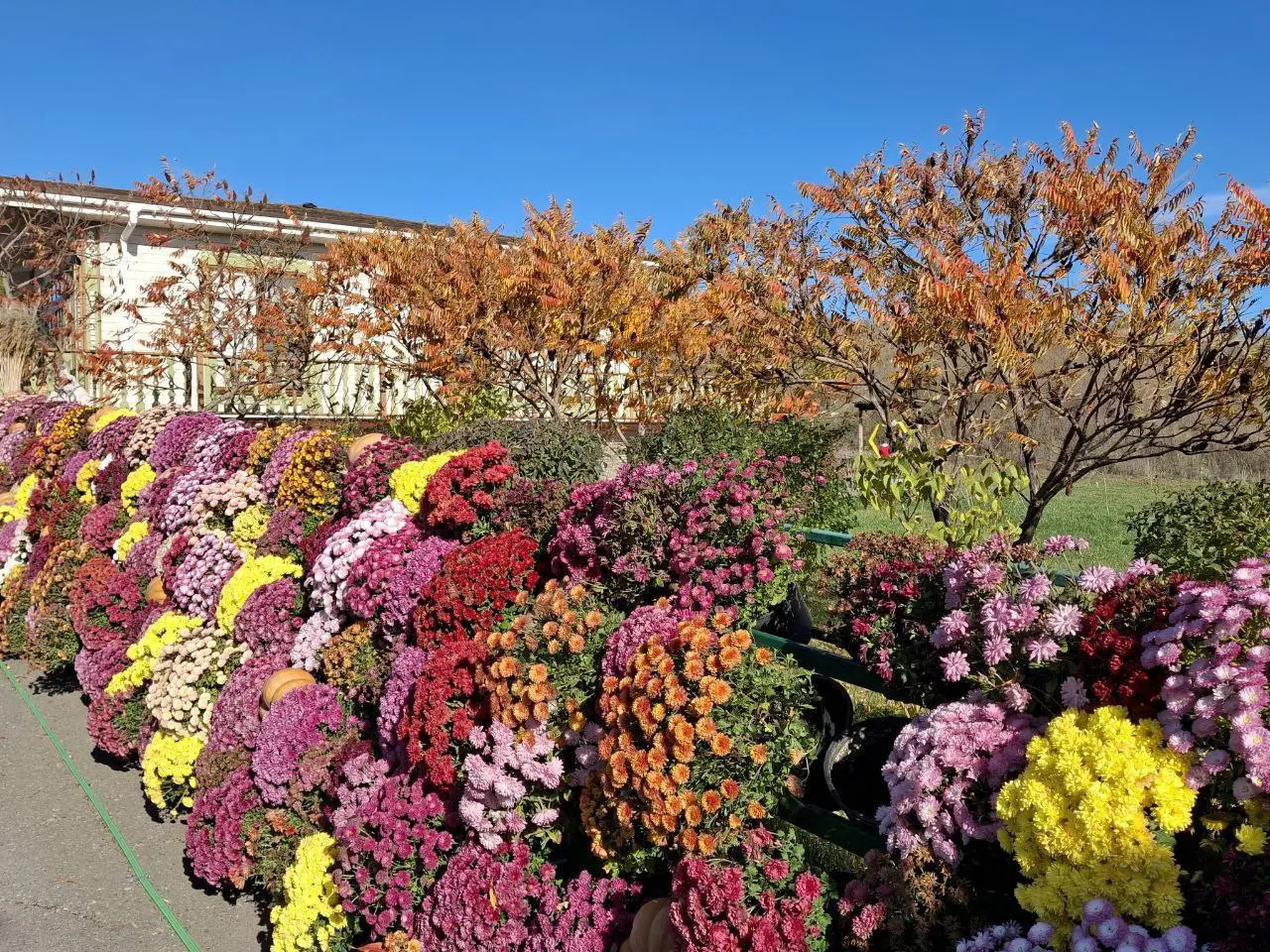 Бал хризантем в хуторе Старозолотовском