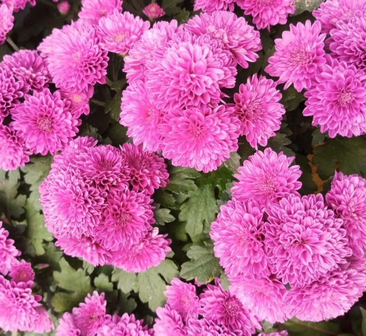 Цветочная феерия: Индийская хризантема