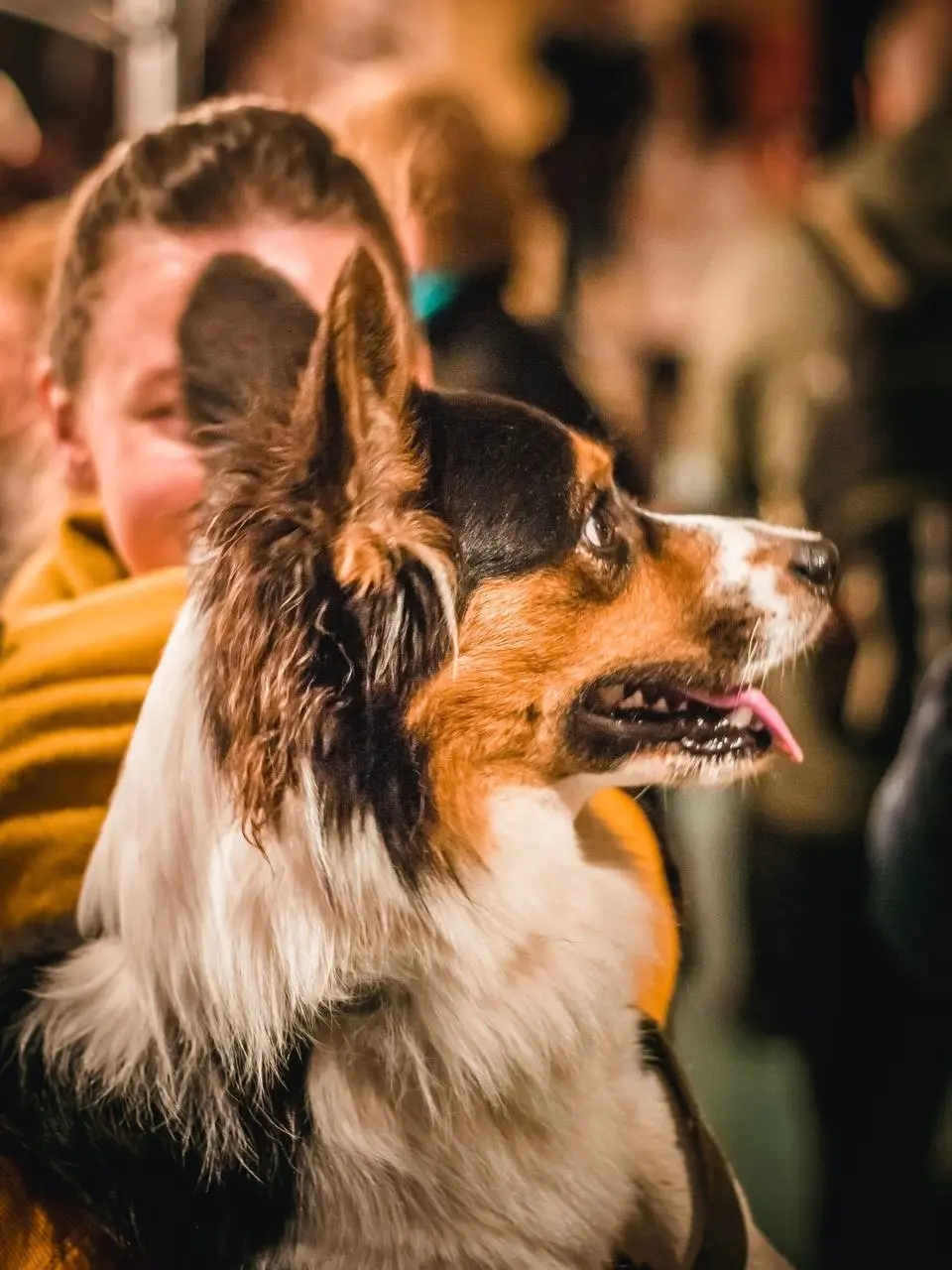 Коргивин — фестиваль пушистых булочек