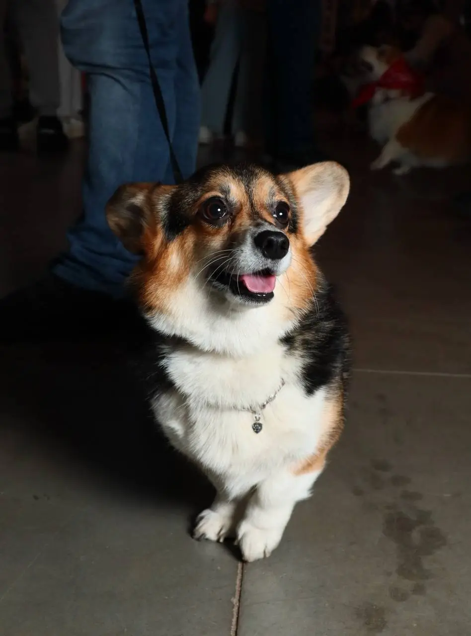 Коргивин — фестиваль пушистых булочек