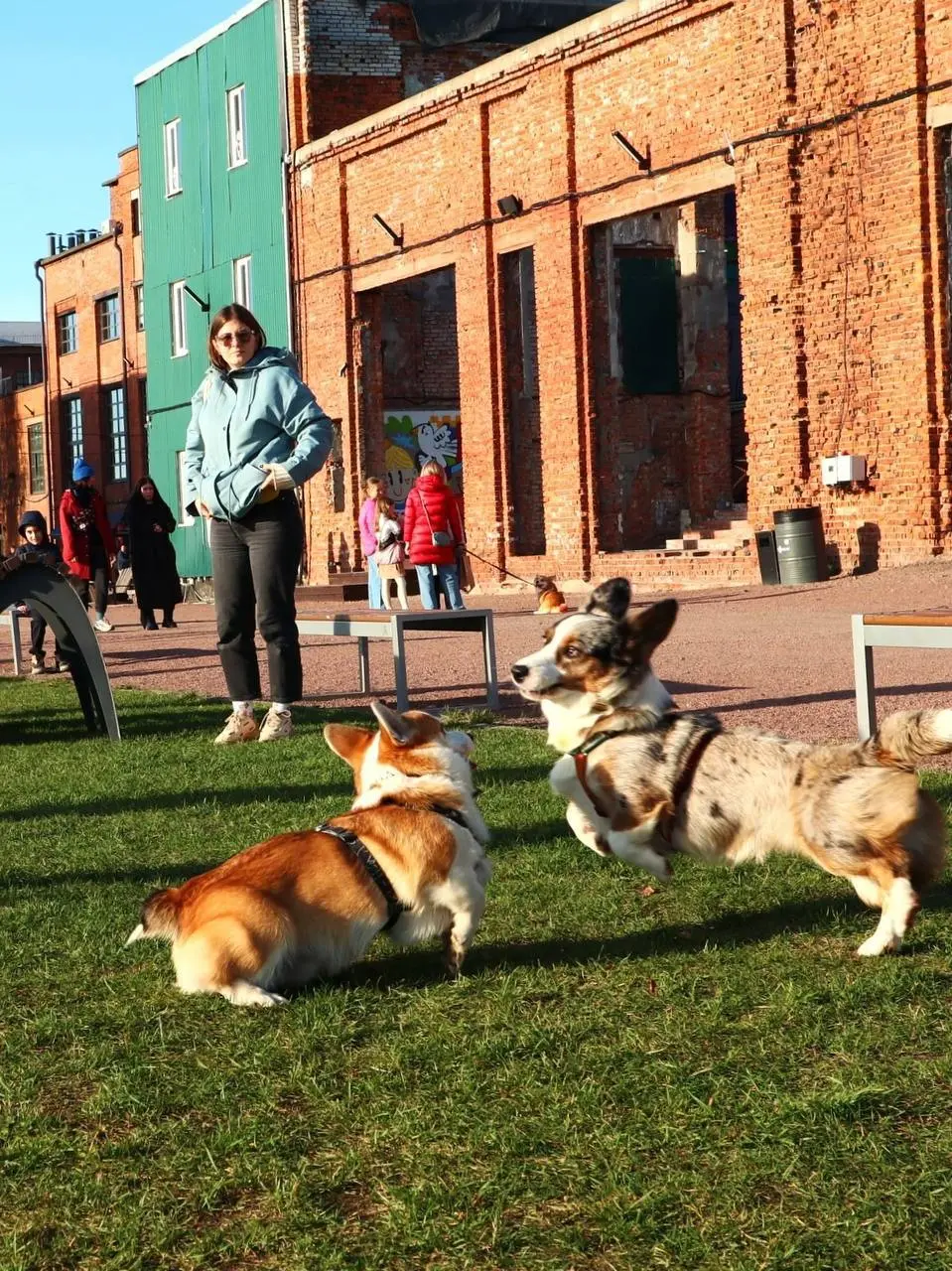 Коргивин — фестиваль пушистых булочек