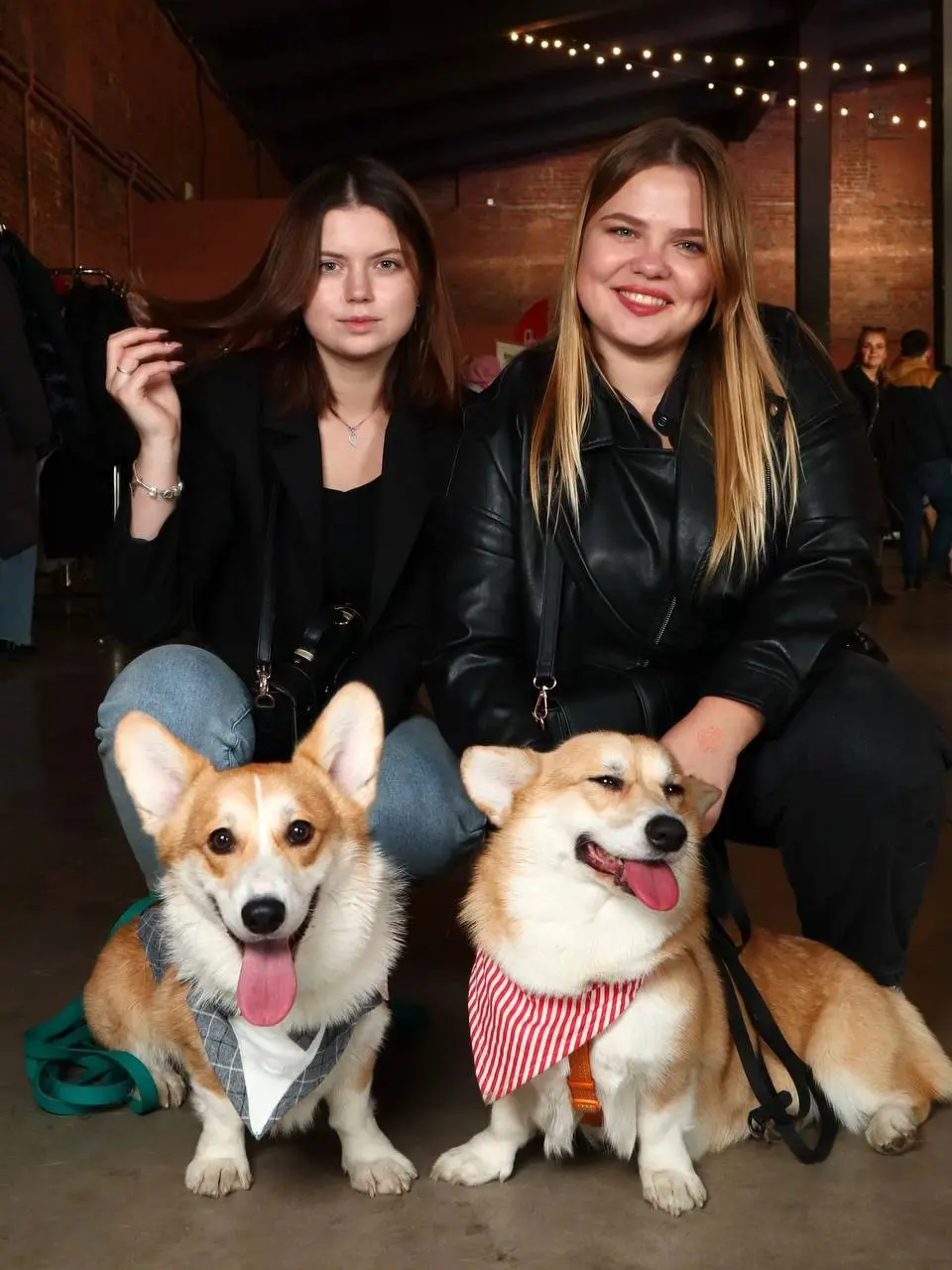 Коргивин — фестиваль пушистых булочек