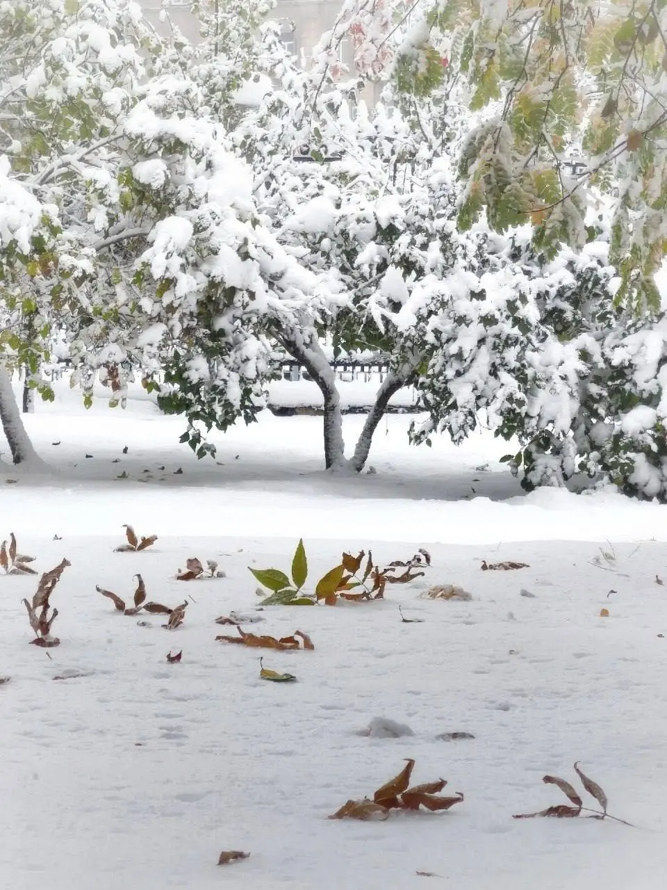 Заснеженные улицы Новосибирска