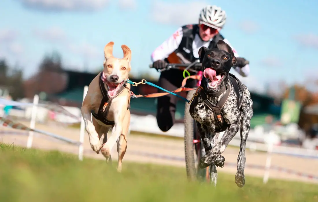 Гонка на собачьих упряжках