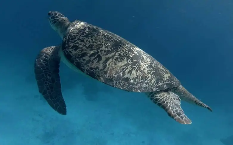 Жемчужное приключение в Нячанге