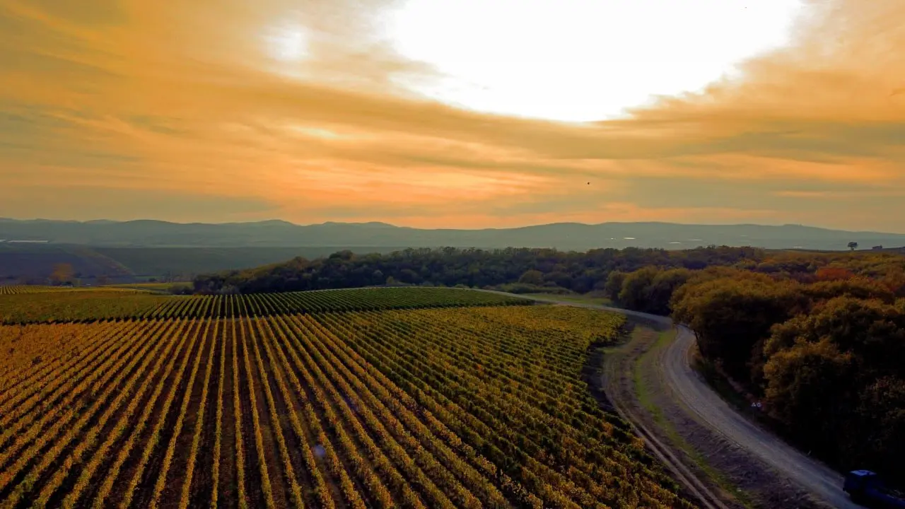 Винное путешествие с «Раевским» в ресторане Kira