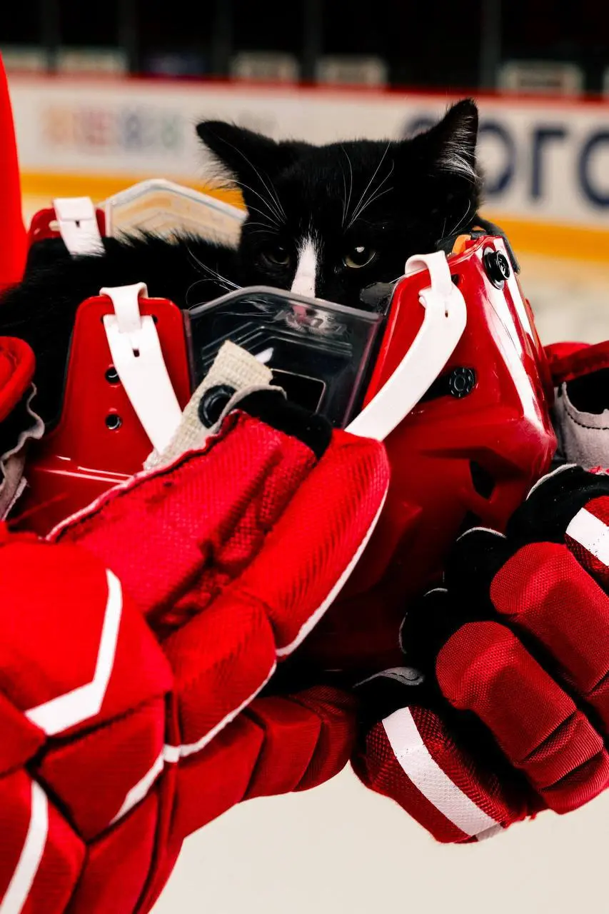 Милота дня: «Автомобилист» посвятит хоккейный матч помощи бездомным животным