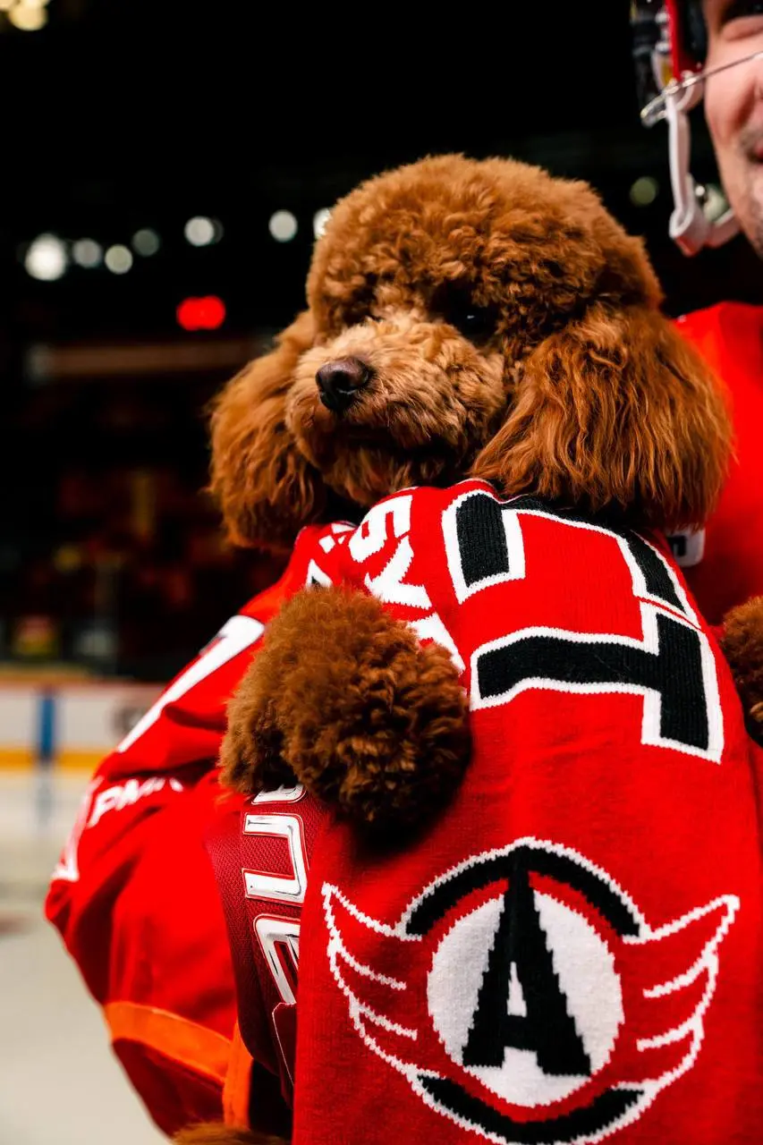 Милота дня: «Автомобилист» посвятит хоккейный матч помощи бездомным животным