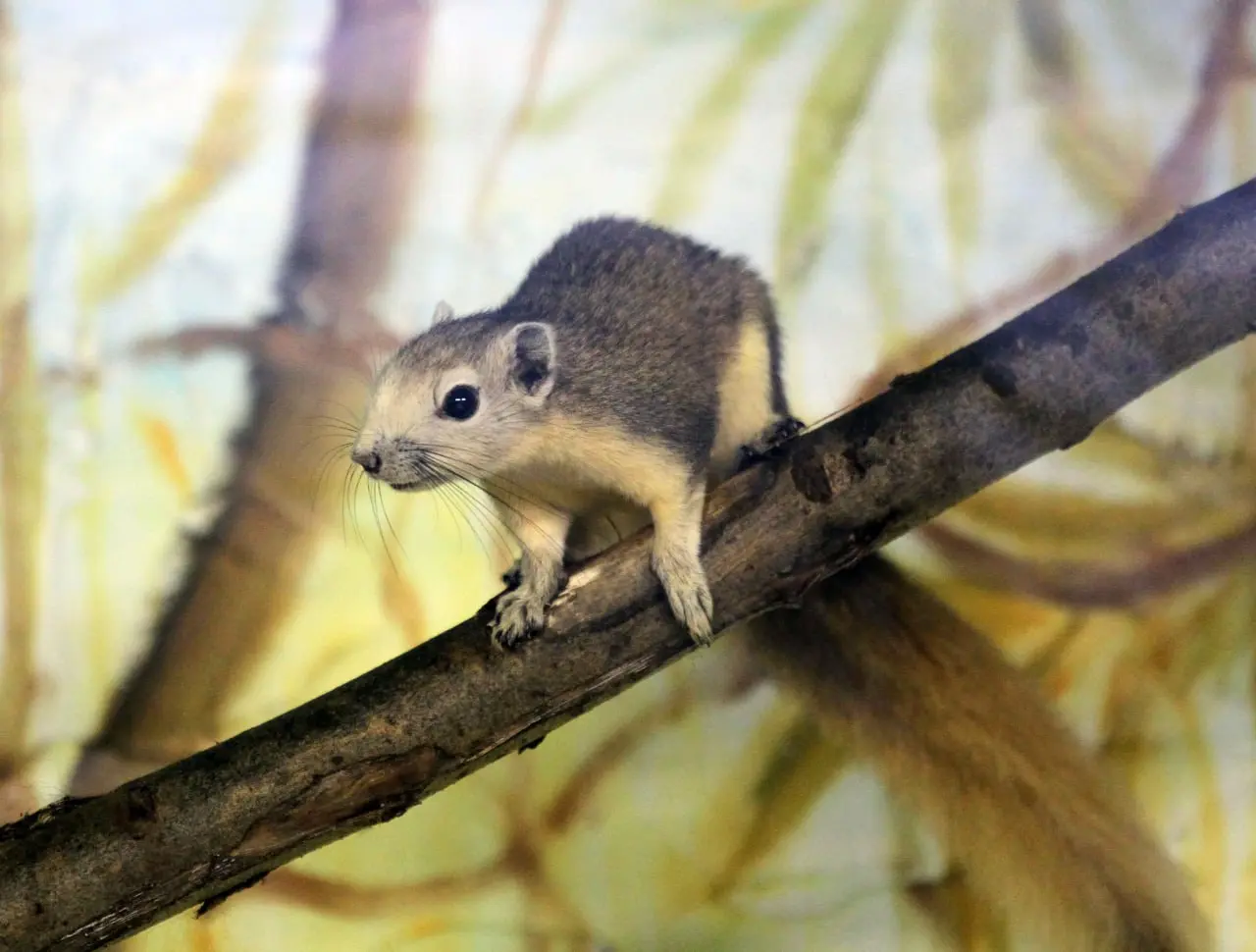 Новоселье в «Лимпопо»