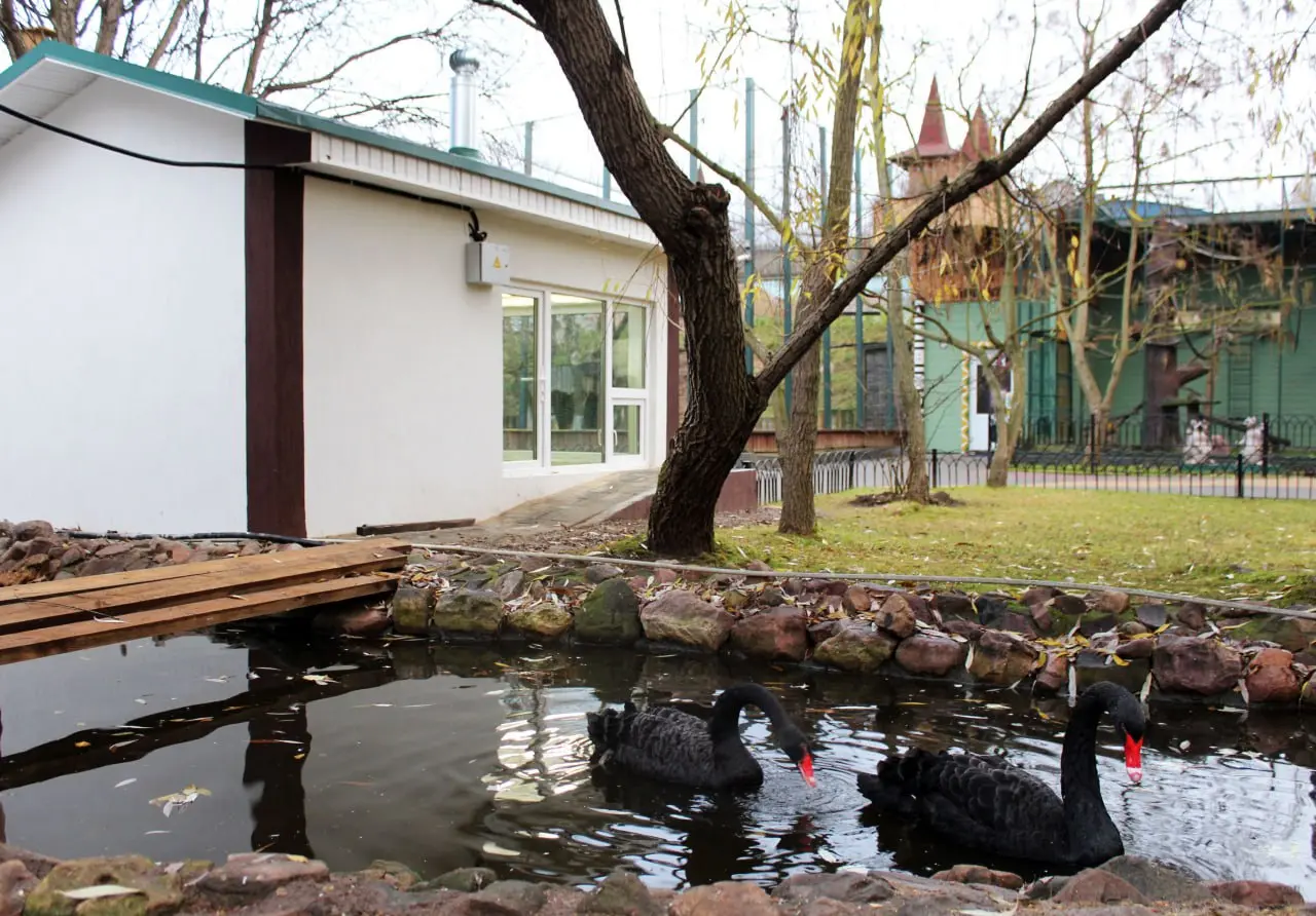 Новоселье в «Лимпопо»