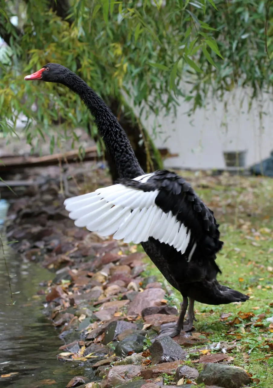 Новоселье в «Лимпопо»
