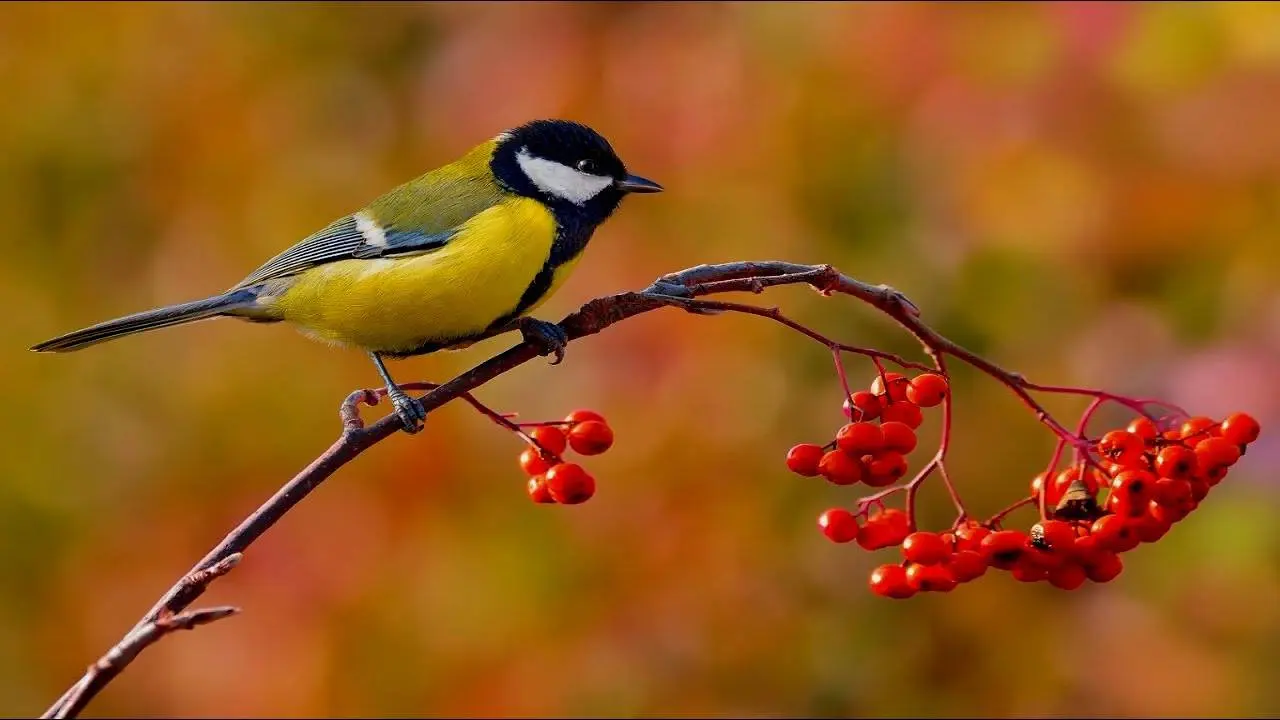 Синичкин день на Малых Голубых озёрах