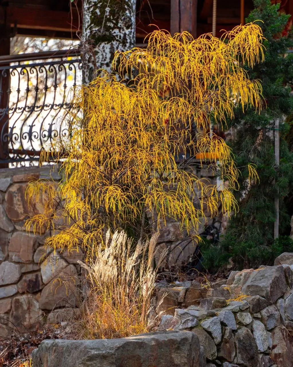 Яркие краски осени в парке Лога