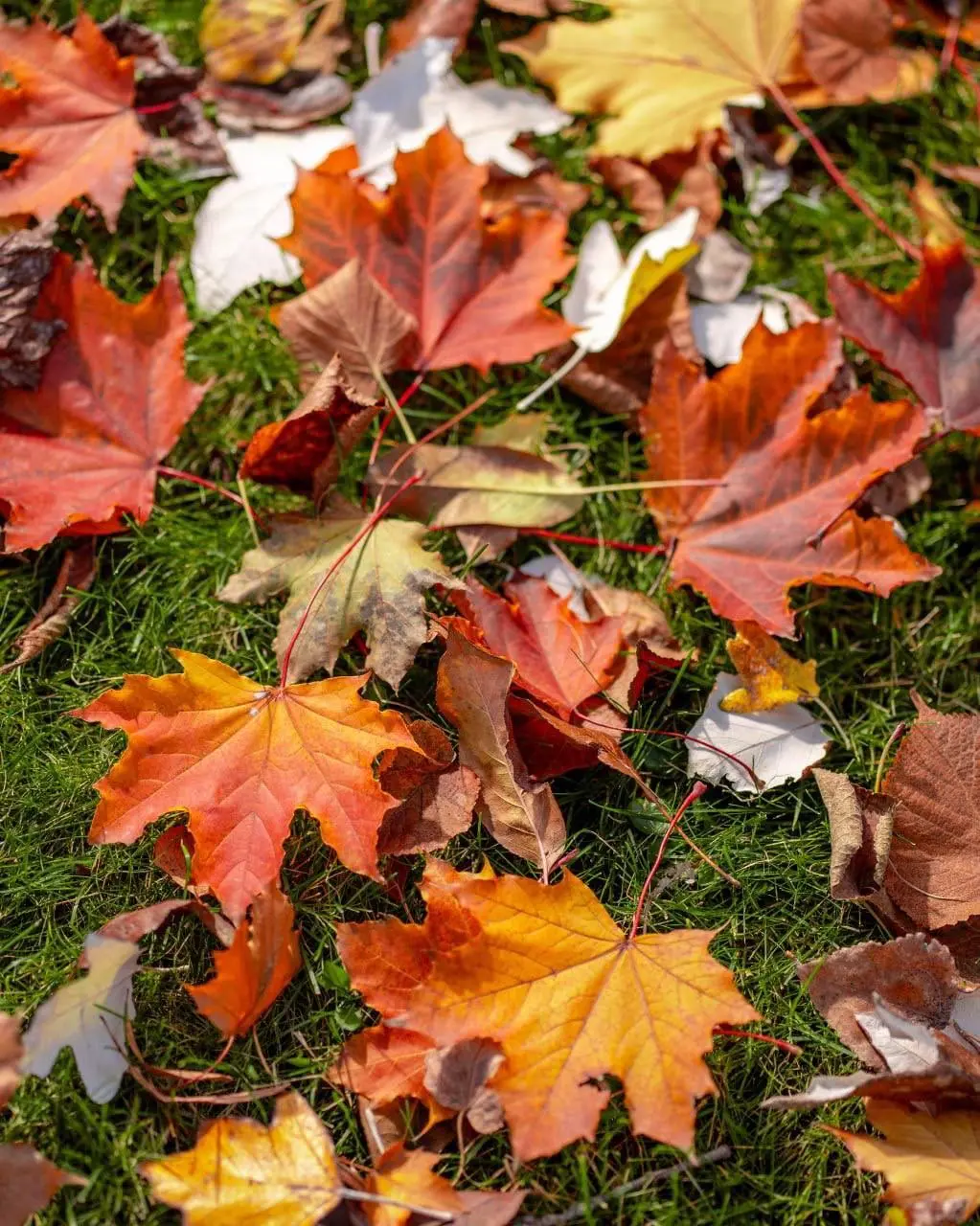 Яркие краски осени в парке Лога