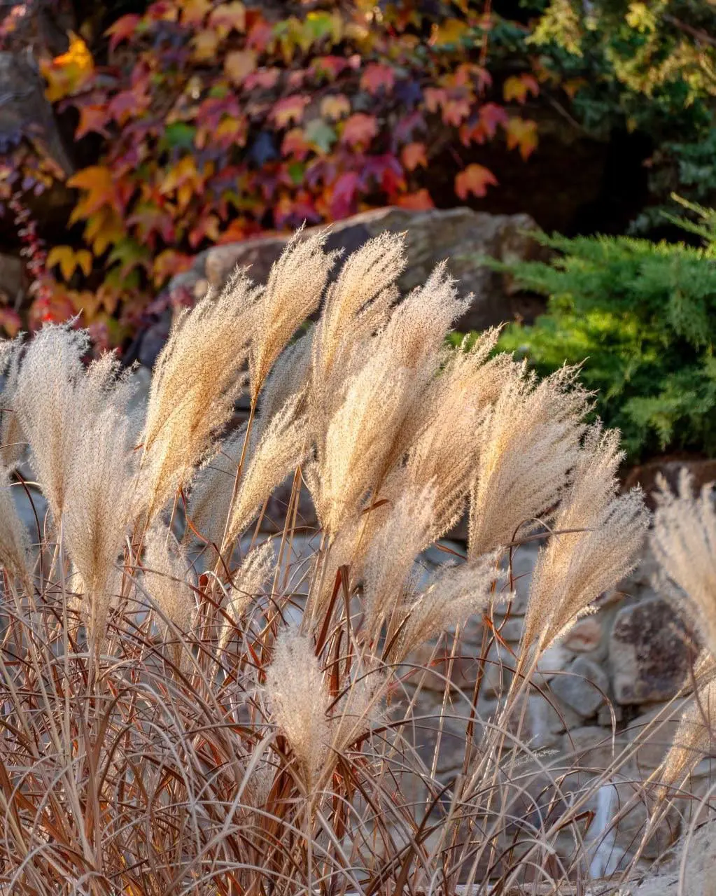 Яркие краски осени в парке Лога