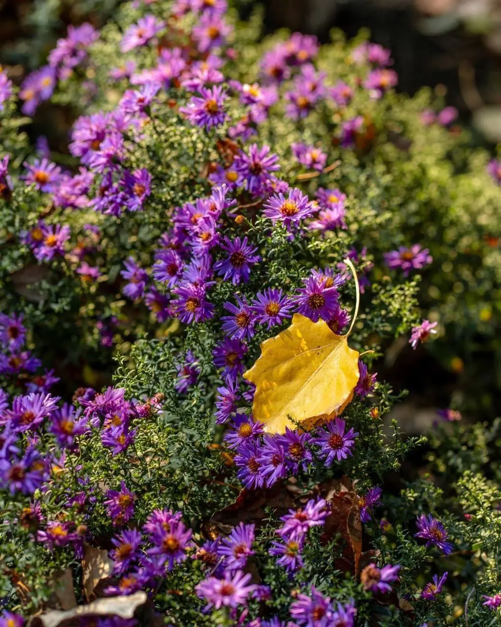 Яркие краски осени в парке Лога