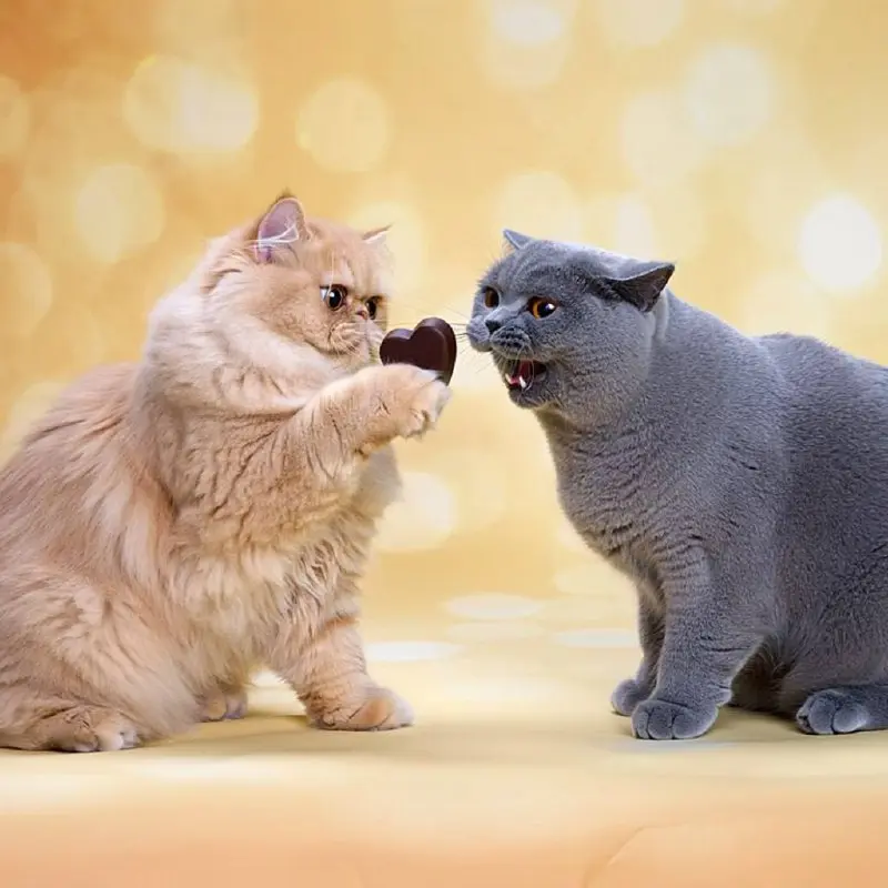 World Day of Kindness Event in Nizhny Novgorod